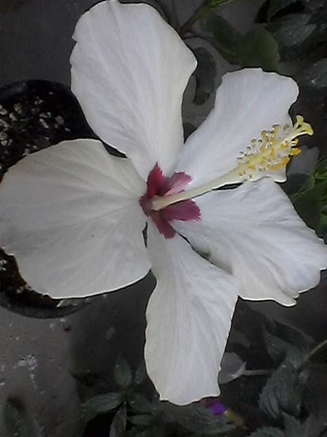 feb 2019 - Hibi 2019