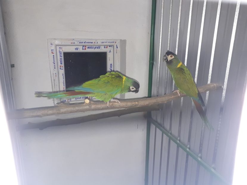  - Ara cu ceafa galbena