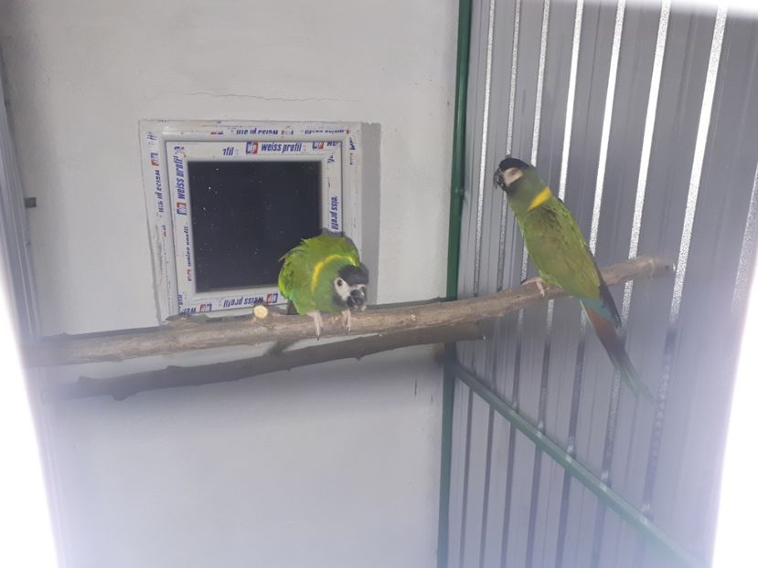  - Ara cu ceafa galbena