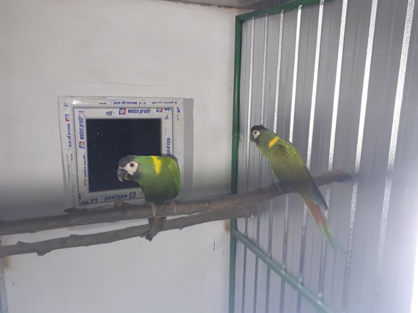  - Ara cu ceafa galbena