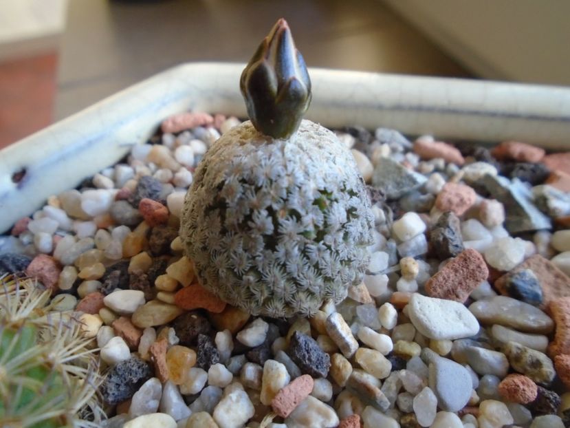 Turbinicarpus valdezianus, MM 96 Tecolotes, Zac. - Cactusi 2019