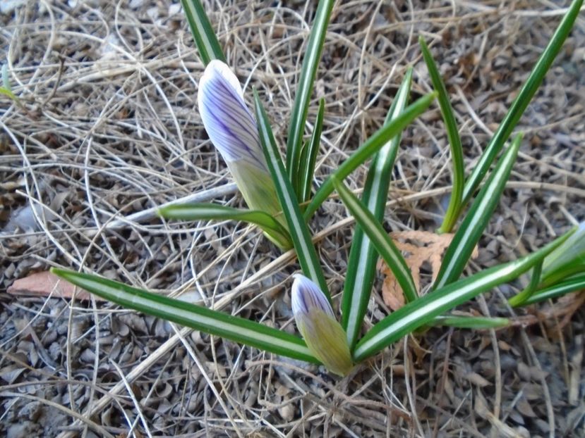 Crocusi - v Iarna 2019-2020