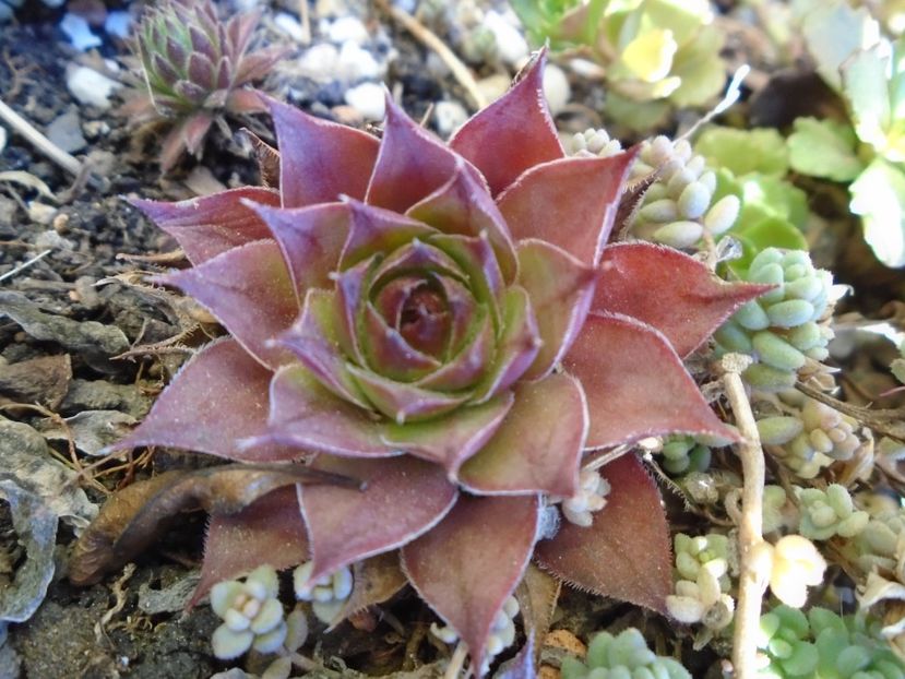 Sempervivum - v Iarna 2019-2020