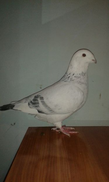 Femela 2018 - matca-femele-cuci