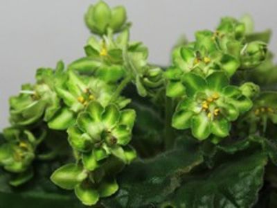 AB KISHMISH - poze de pe net