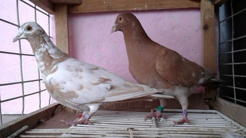  - De vanzare meulemans pe galben si pe rosu