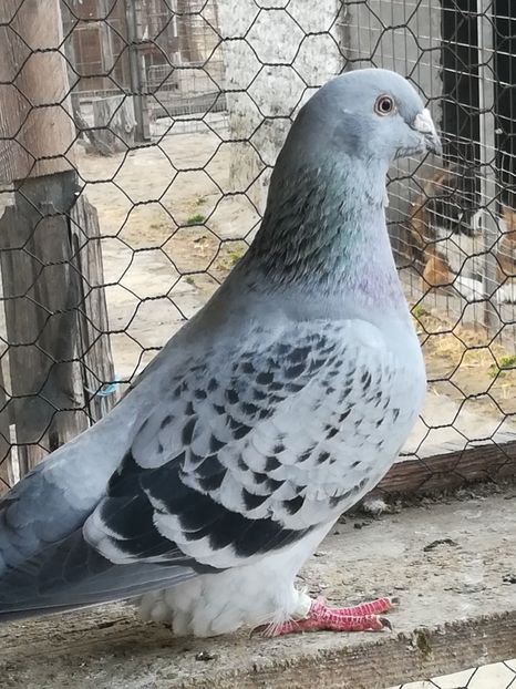 Perechea 1 - VOIAJORI STANDARD