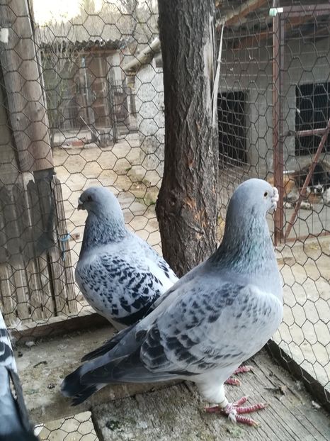 Perechea 1 - VOIAJORI STANDARD