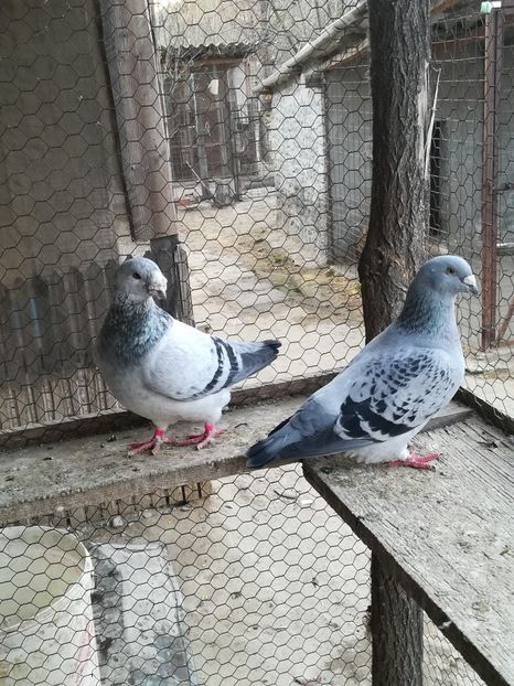 Perechea 2 - VOIAJORI STANDARD