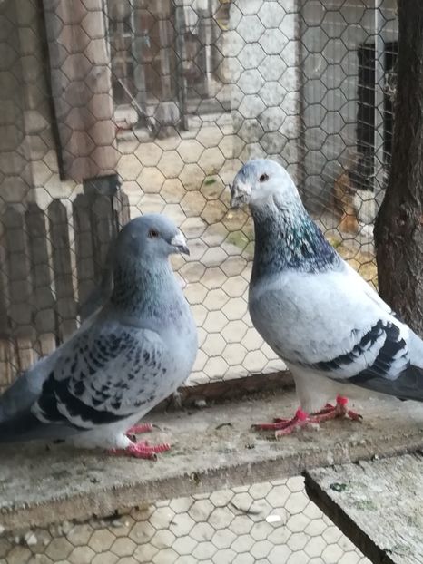 Perechea 2 - VOIAJORI STANDARD