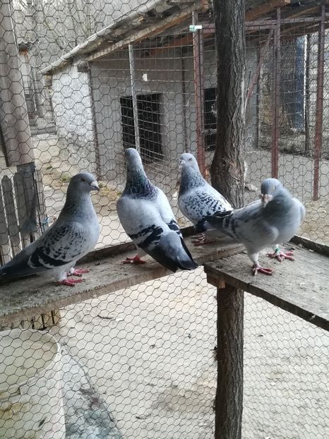 Matcă - VOIAJORI STANDARD