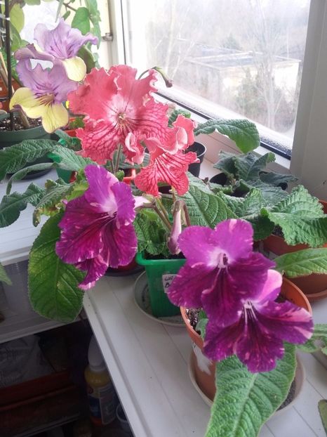  - Streptocarpusi 2019