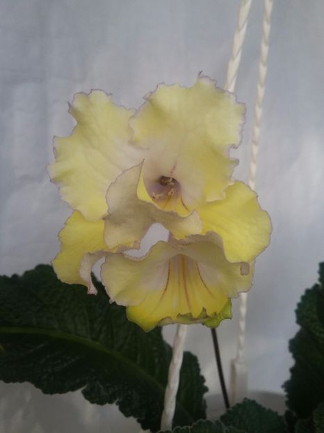 Zlotko  (7-03-2019) - Streptocarpusi 2019