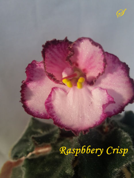 Raspberry Crisp(7-03-2019) - Violete 2019