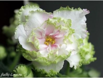 PT Elenika - Violete