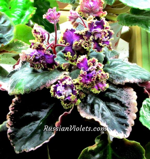 LE Parisznije Tainy - AA Violete in colecție poze net