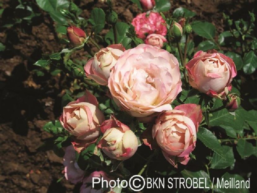 Rosa-Acropolis- 6 - PAPAGENO