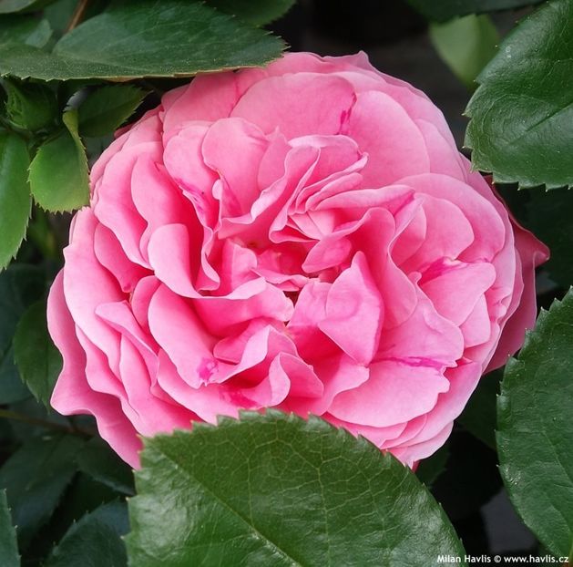 Leonardo da Vinci-2 - LEONARDO DA VINCI