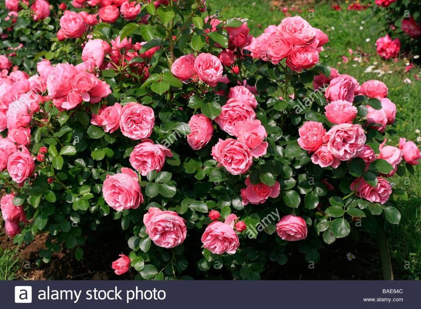 rosa-floribunda-leonardo-da-vinci-7 - LEONARDO DA VINCI