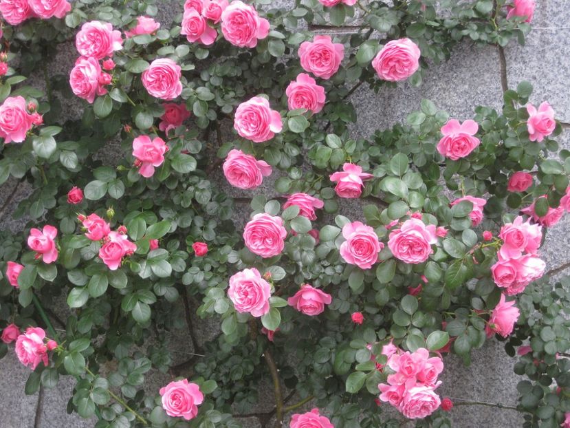 hLeonardo da Vinci -6 - LEONARDO DA VINCI