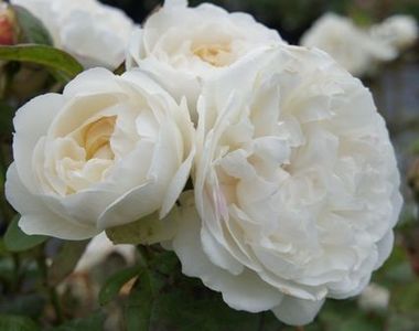 WICHESTER  CATHEDRAL-1 - WICHESTER CATHEDRAL