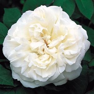 WICHESTER  CATHEDRAL-3 - WICHESTER CATHEDRAL