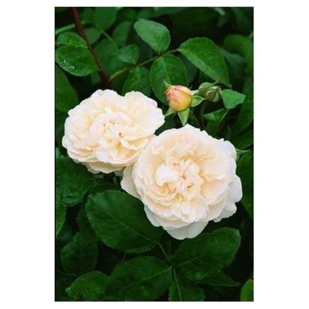 -winchester-cathedral-auscat - WICHESTER CATHEDRAL