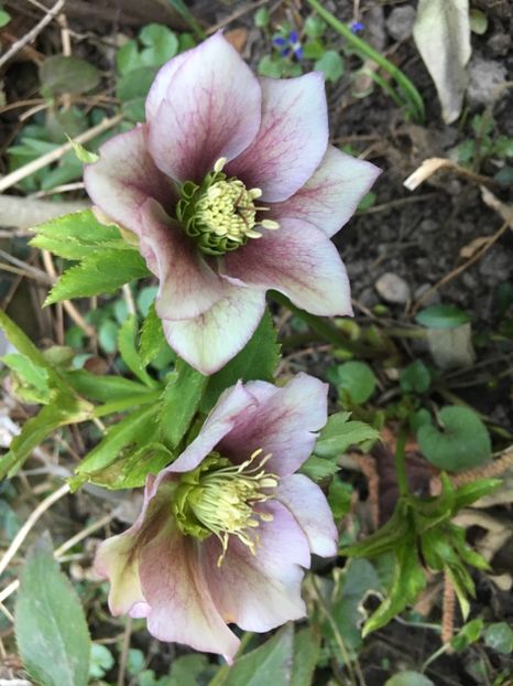 51B75276-86CB-4756-8BBD-627E9643C8EA - Martie