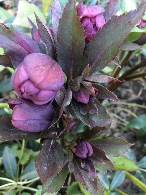 0E3F8584-31C0-4DDF-B09D-918AC2FF0386 - Martie