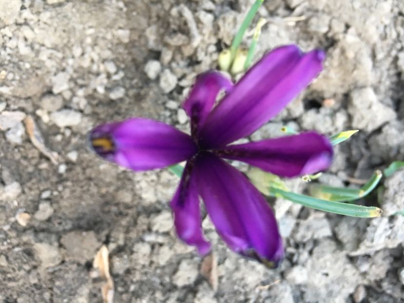 IRIS Pauline - Iriși 2019 2024