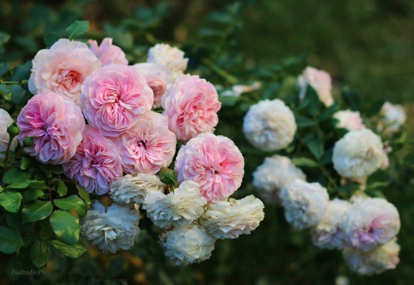 LARISSA - LARISSA ADR