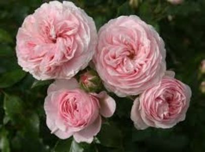 LARISSA -4 - LARISSA ADR