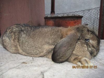 Cuib 6.03.2019 !!! - XX CUIBURI 2019