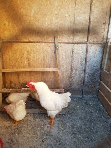  - Gaini Plymouth alb 2018