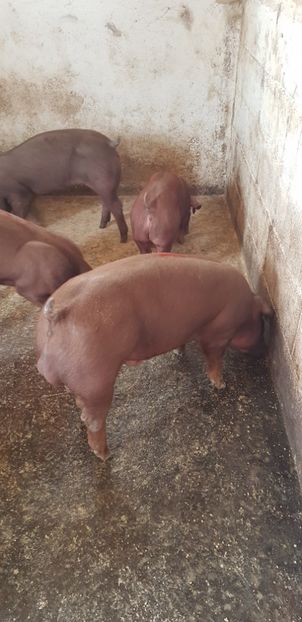  - Duroc 2019