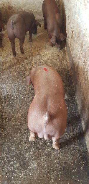  - Duroc 2019