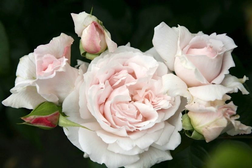 Constanze Mozart-4 - CONSTANZE MOZART