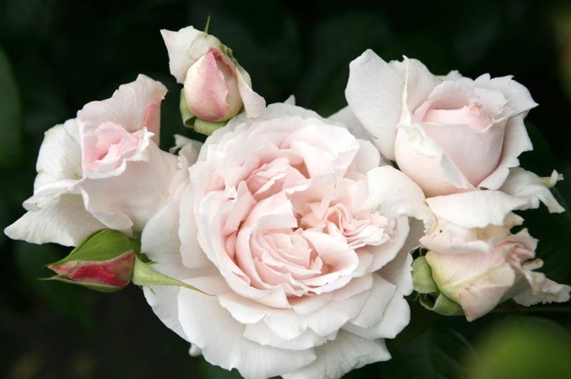 constanze - CONSTANZE MOZART