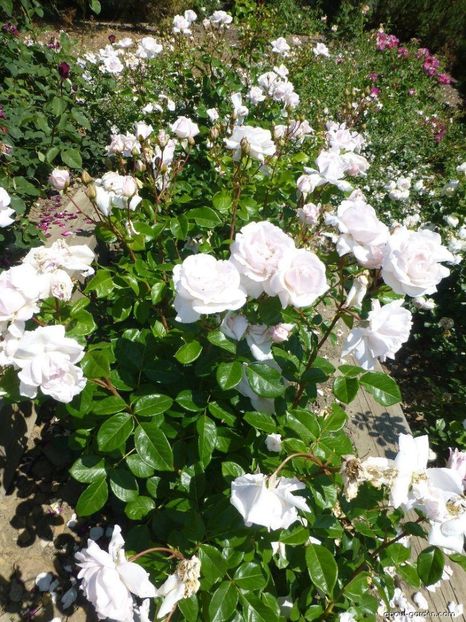 Constanze Mozard-6 - CONSTANZE MOZART