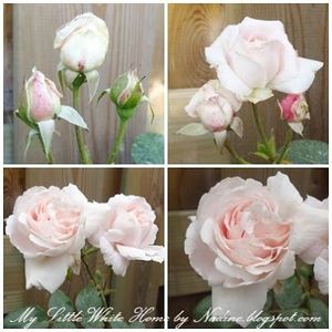 Constanze Mozard-7 - CONSTANZE MOZART