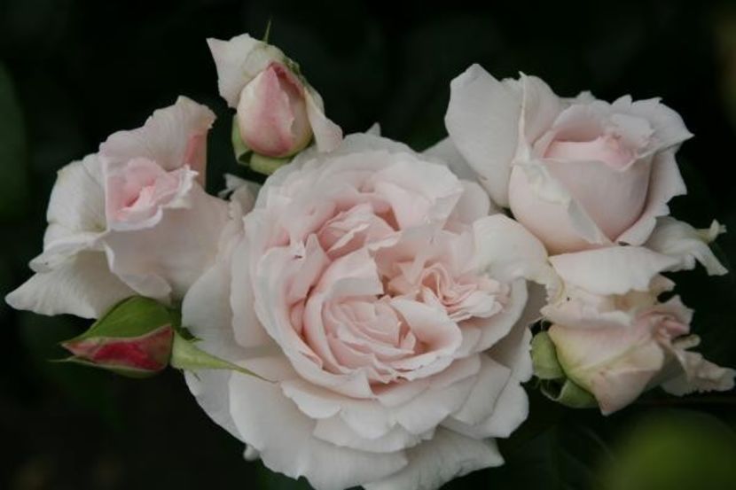 constance-mozarta- 3 - CONSTANZE MOZART