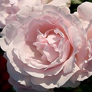 Constanze Mozart-2 - CONSTANZE MOZART