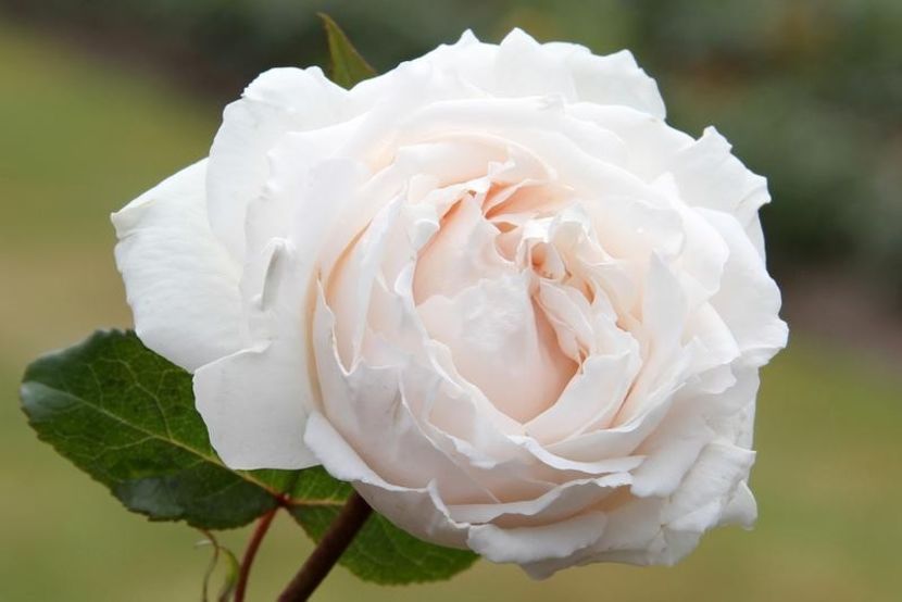 Rose-Constanze-Mozart-11 - CONSTANZE MOZART