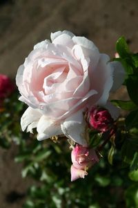 Constanze-Mozart-14 - CONSTANZE MOZART