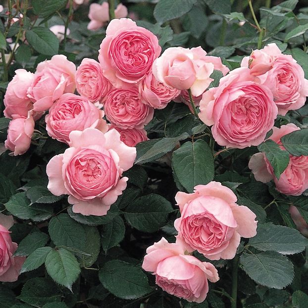 Geoff_Hamilton_1_1 - GEOFF HAMILTON