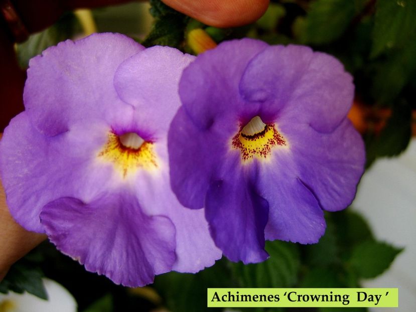 Crowning Day - 0 - NOUTATI IN COLECTIA MEA 2019