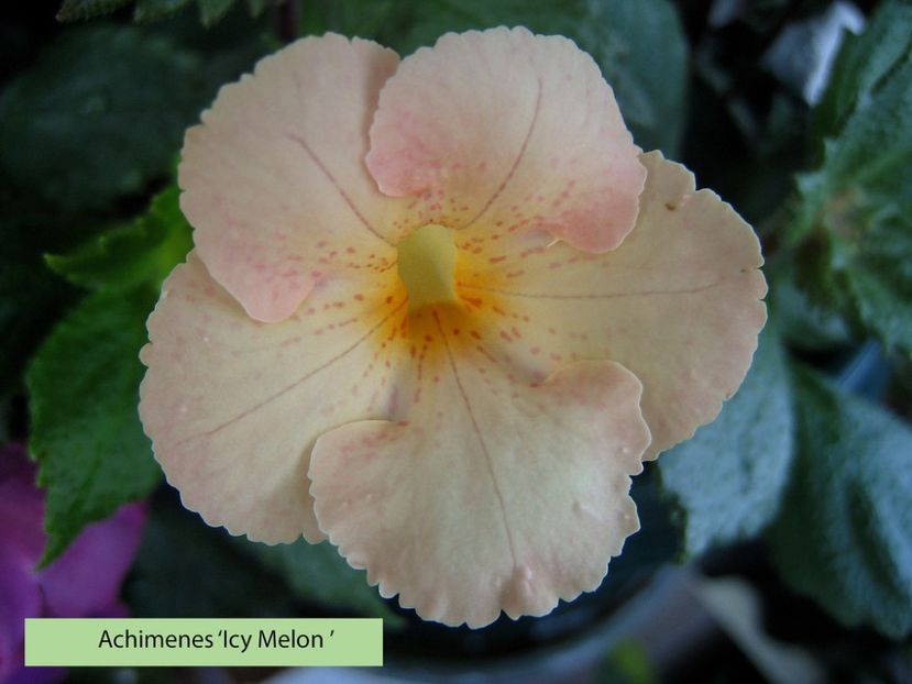 Icy Melon - 0 - NOUTATI IN COLECTIA MEA 2019