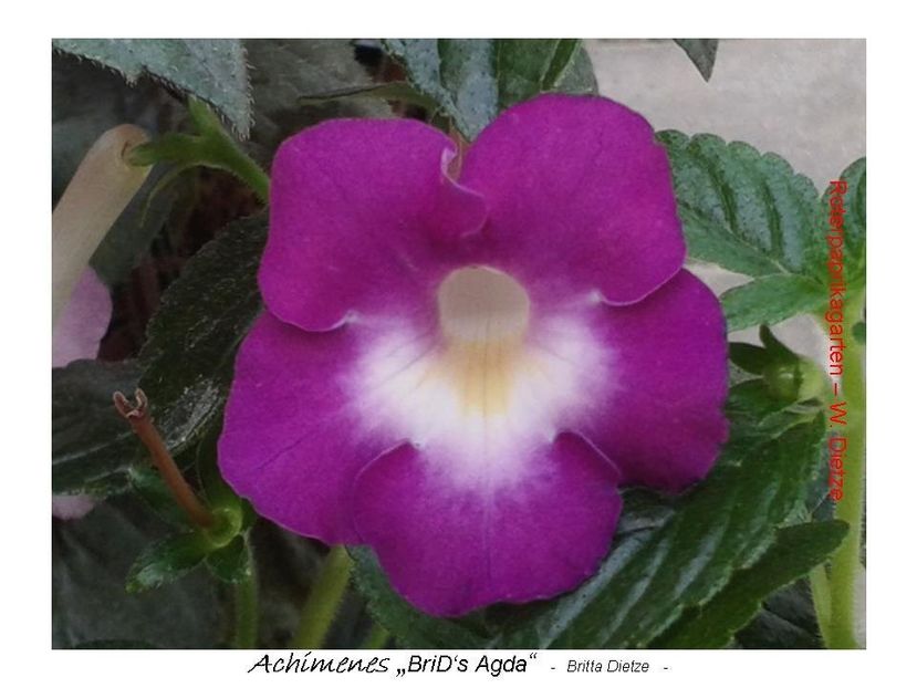 BriD_s Agda - 0 - NOUTATI IN COLECTIA MEA 2019