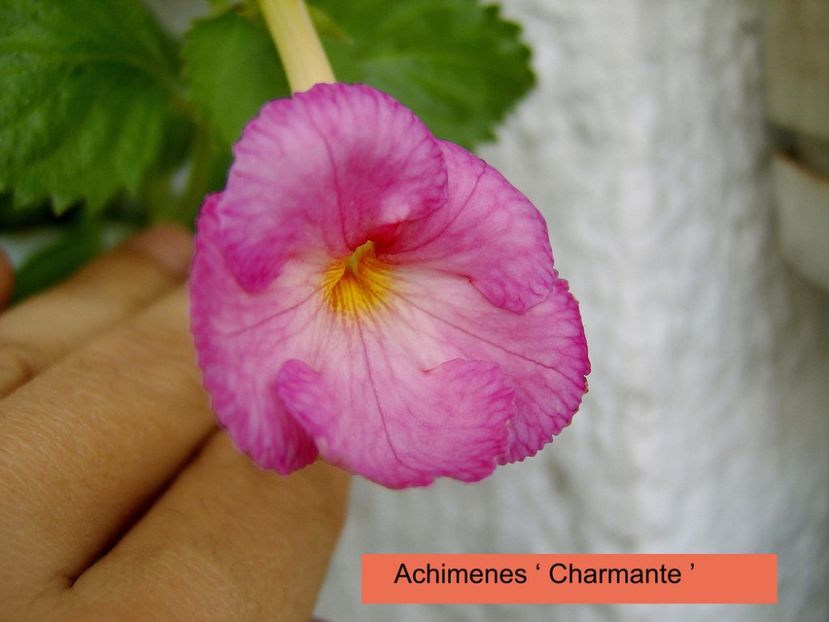 Charmante - 0 - NOUTATI IN COLECTIA MEA 2019