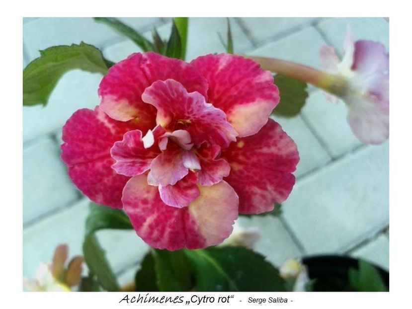 Cytro RED - 0 - NOUTATI IN COLECTIA MEA 2019